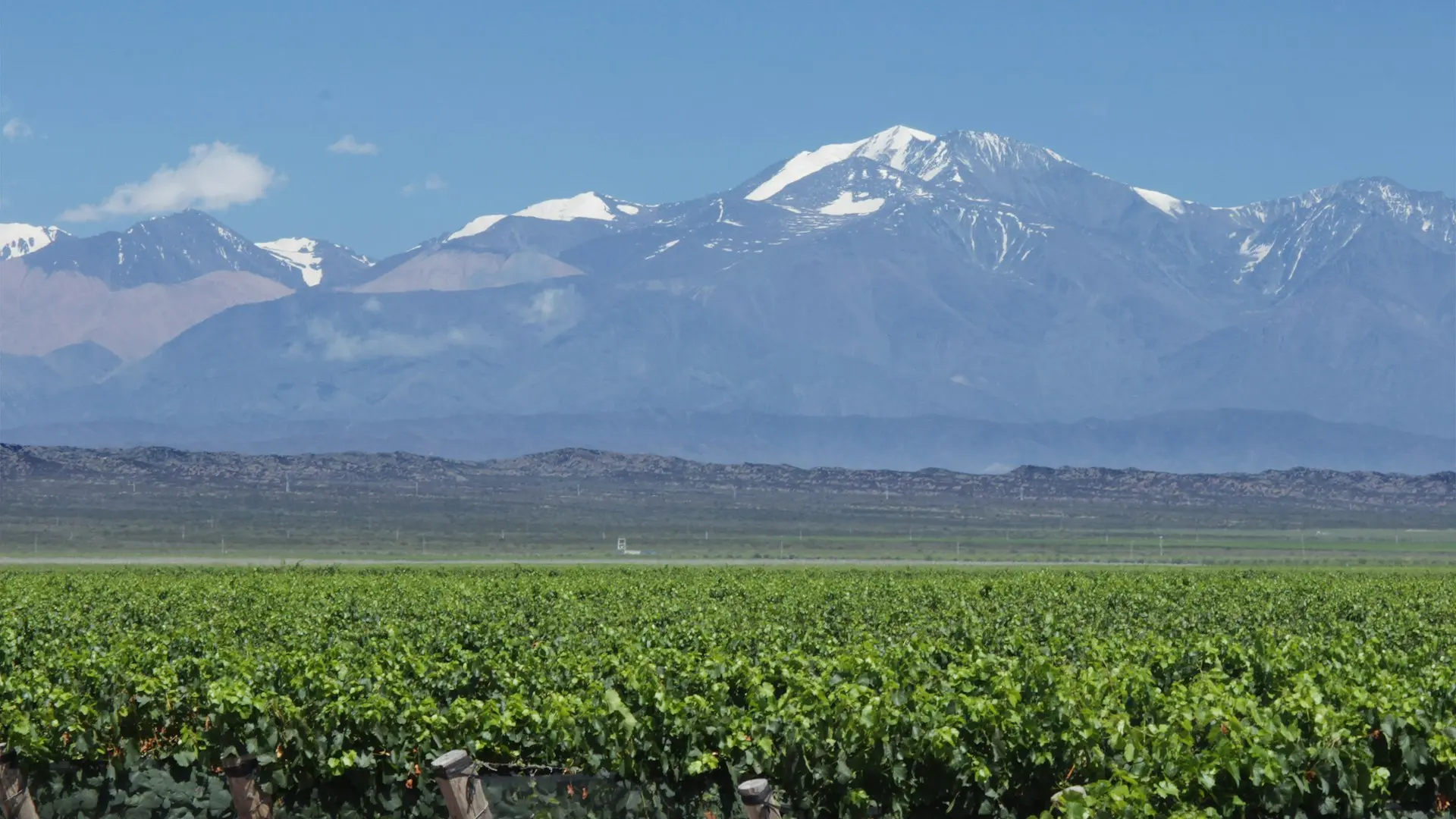a field of green plants with mountains in the background